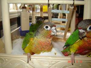 (début Juillet 2011) perdu 2 conures à Montréal *RETROUVÉS* Yellowsidebaguesouverte