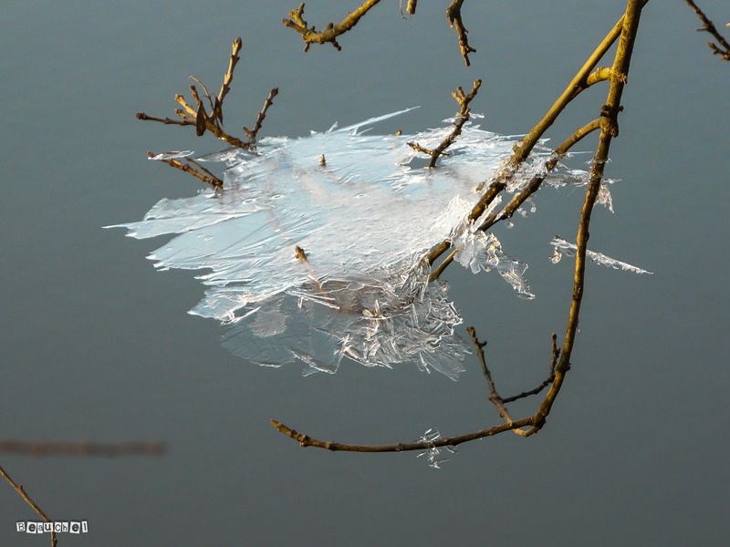 Le froid (Avril 2013) Michelb1