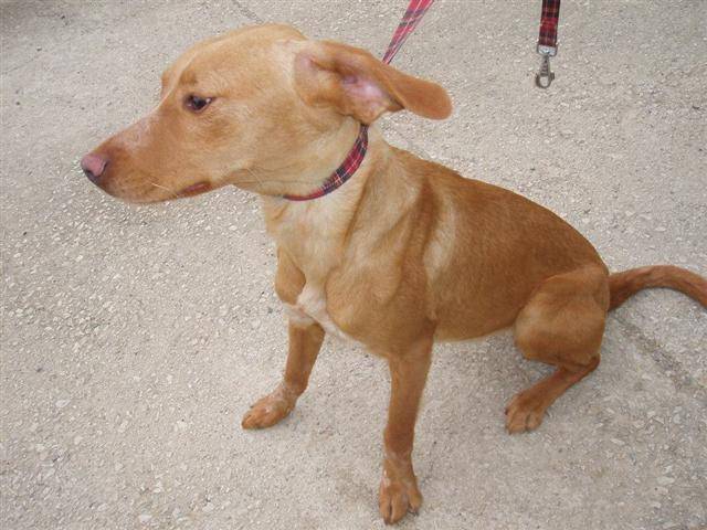 ADOPTADA: Hembra, Podenco, 2 años (Montana) Candyhr