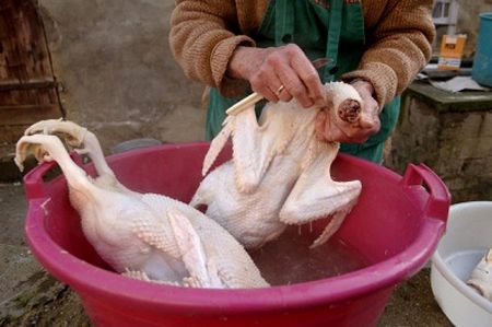 Tip duck meat clean and tasty 48007876