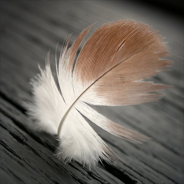 ...Feather... - Page 3 99dd907856506e67fe7086a