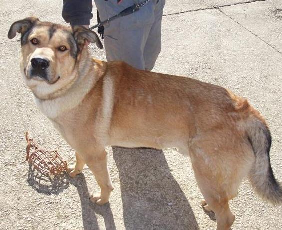 Macho, cruce de Mastín, 3 años (Bako) Yako