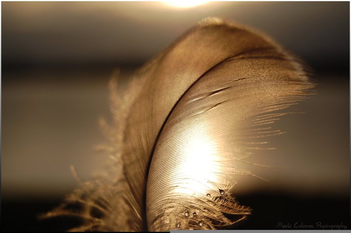 ...Feather... F37ca085d084292a22ebaa5