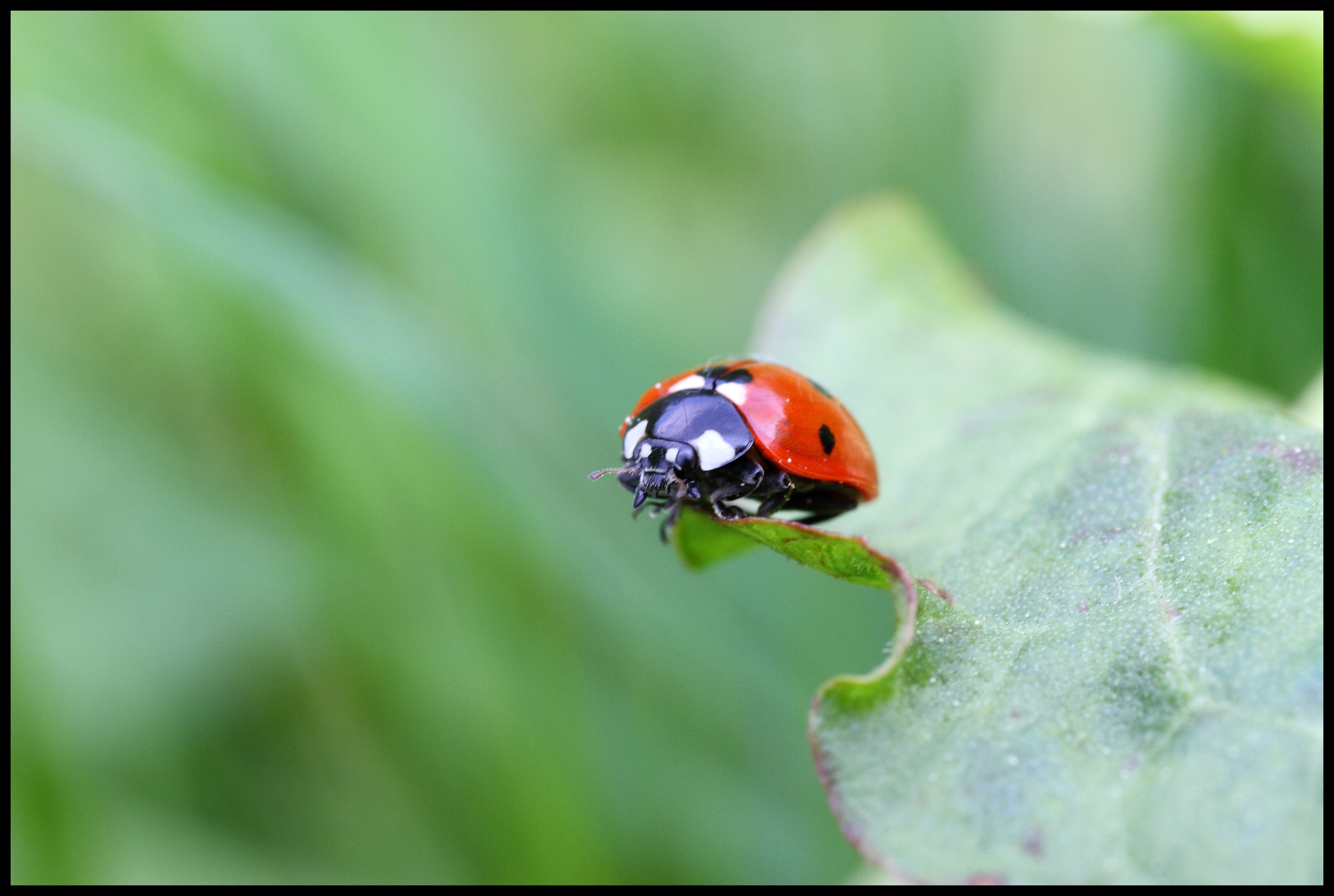 Une histoire de coccinelles 0382d