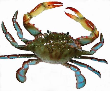Buy and crab processing Crabblue