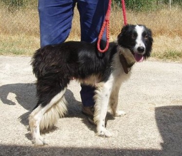 Hembra y sus cachorros, Border Collie, 4 años (Alaska) Alaska1j