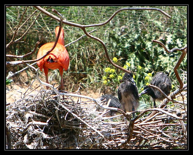 Nos photos, Sortie Zoo de doué - Page 19 Pkar9