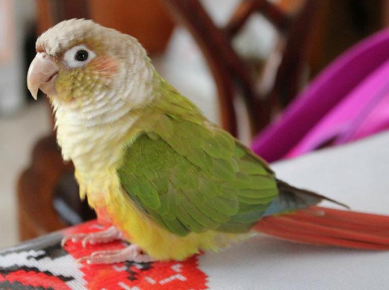 (08 Oct. 2011) perdu conure canelle à St-Léonard QC Conurecanelleperdustlon