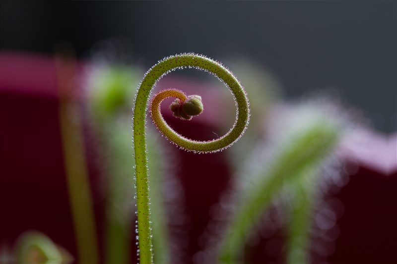 Drosera, le premier :) - Page 4 Hampedrosera2