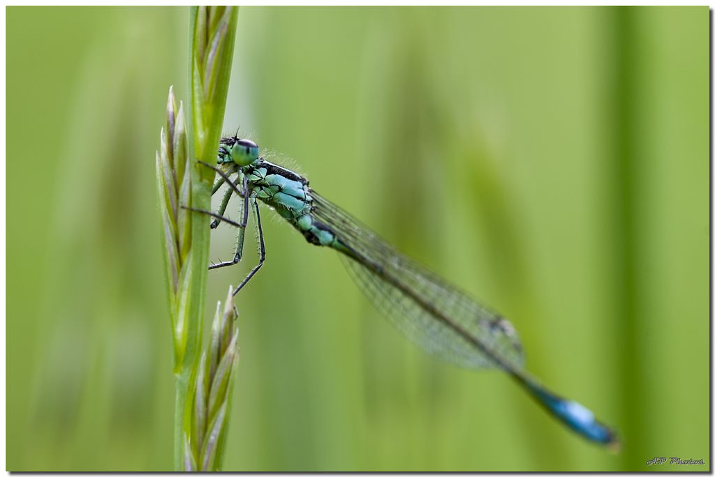 Sortie Anniversaire Macro Sud 2013 - Page 27 F0rt