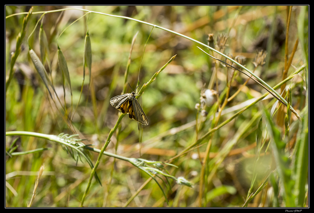 Sortie Anniversaire Macro Sud 2014 - Page 20 Mu8g