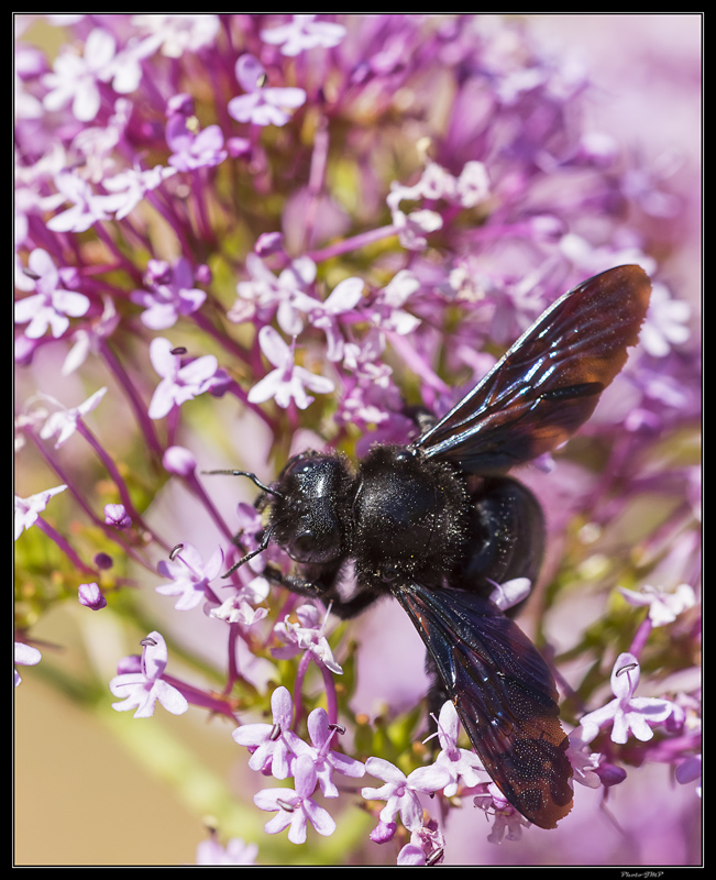 Sortie Anniversaire Macro Sud 2014 - Page 23 20d7