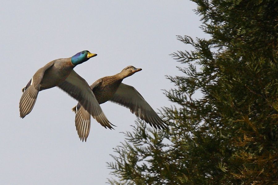 Couple de colverts en vol    ( Maj+1 ) 1841900