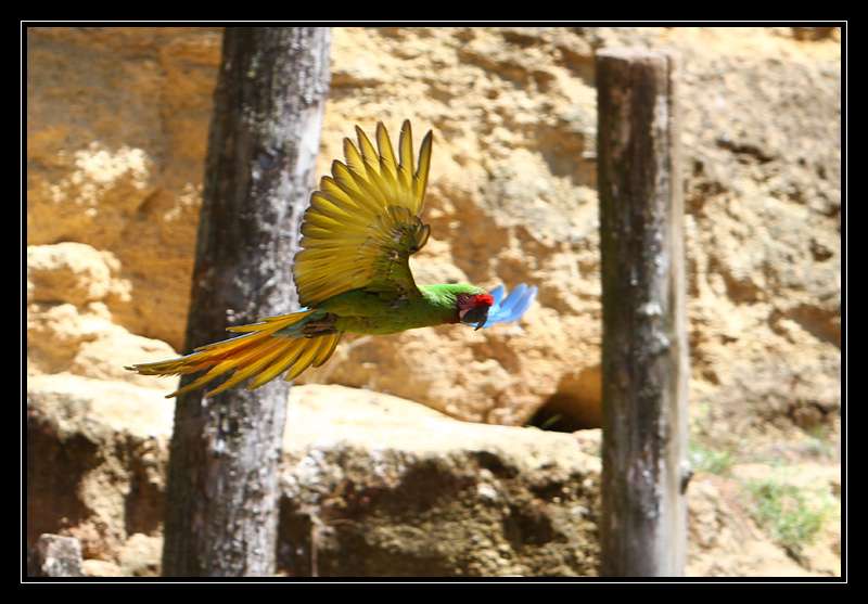 Nos photos, Sortie Zoo de doué - Page 19 Inso