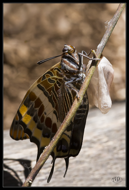 Sortie Anniversaire Macro Sud 2014 - Page 6 9gpfs