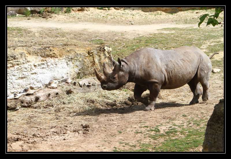 Nos photos, Sortie Zoo de doué - Page 19 Kbapa