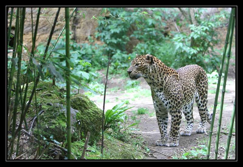 Nos photos, Sortie Zoo de doué - Page 19 O5783