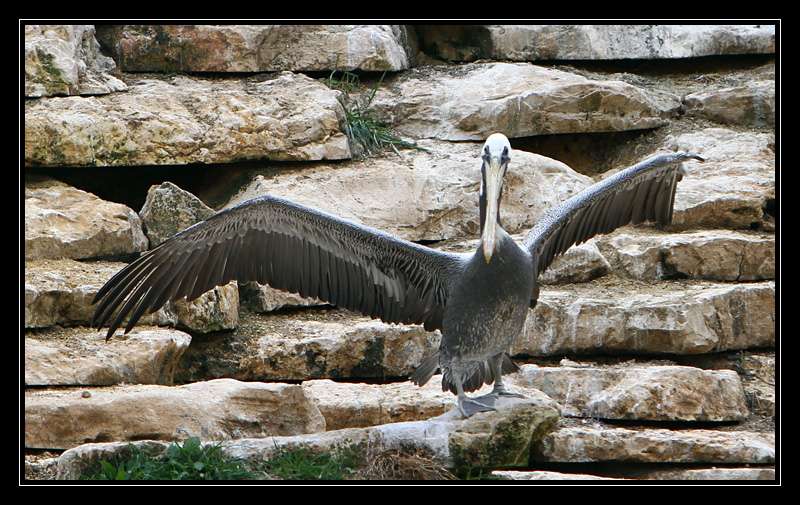 Nos photos, Sortie Zoo de doué - Page 19 Wmr7