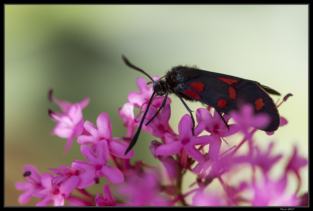 Sortie Anniversaire Macro Sud 2014 - Page 25 Otsyz