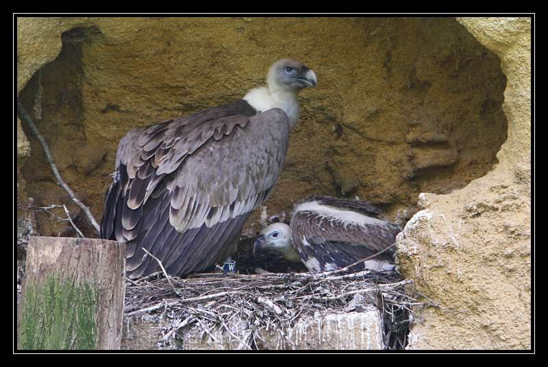 Nos photos, Sortie Zoo de doué - Page 19 D8coo