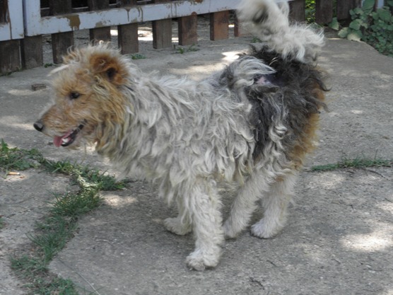 SHERLOCK - fox terrier 3/4 ans - handicapé - (Asso Mukitza Serbie) - refuge de Chateau d'olonne (85) Sherlok6