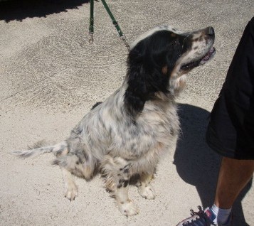 Macho, Setter, 7 años (Morgan) Morgank