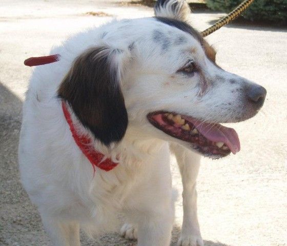 Macho, cruce de Setter, 6 años (Coco) Cocot