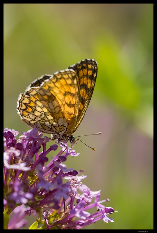 Sortie Anniversaire Macro Sud 2014 - Page 22 84p0