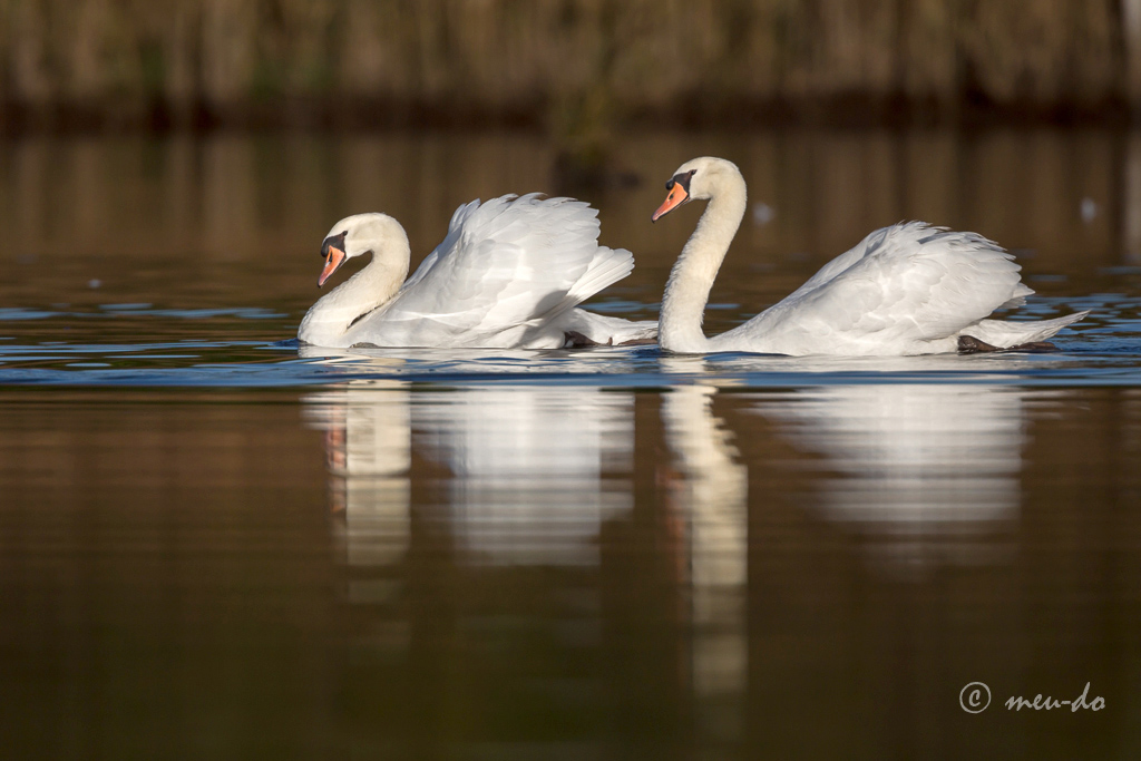 Oiseaux en marais breton + Spatule blanche  Jdo0