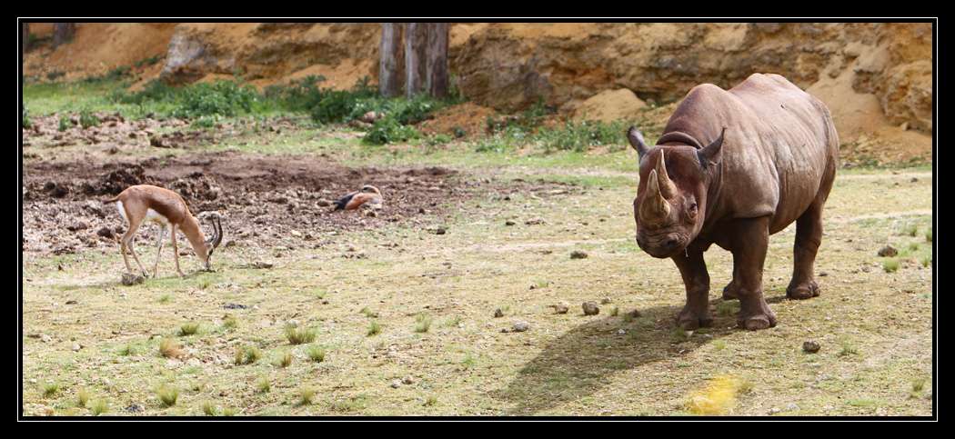 Nos photos, Sortie Zoo de doué - Page 19 Kp4r