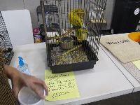 Baby Golden Conure 034fs.th