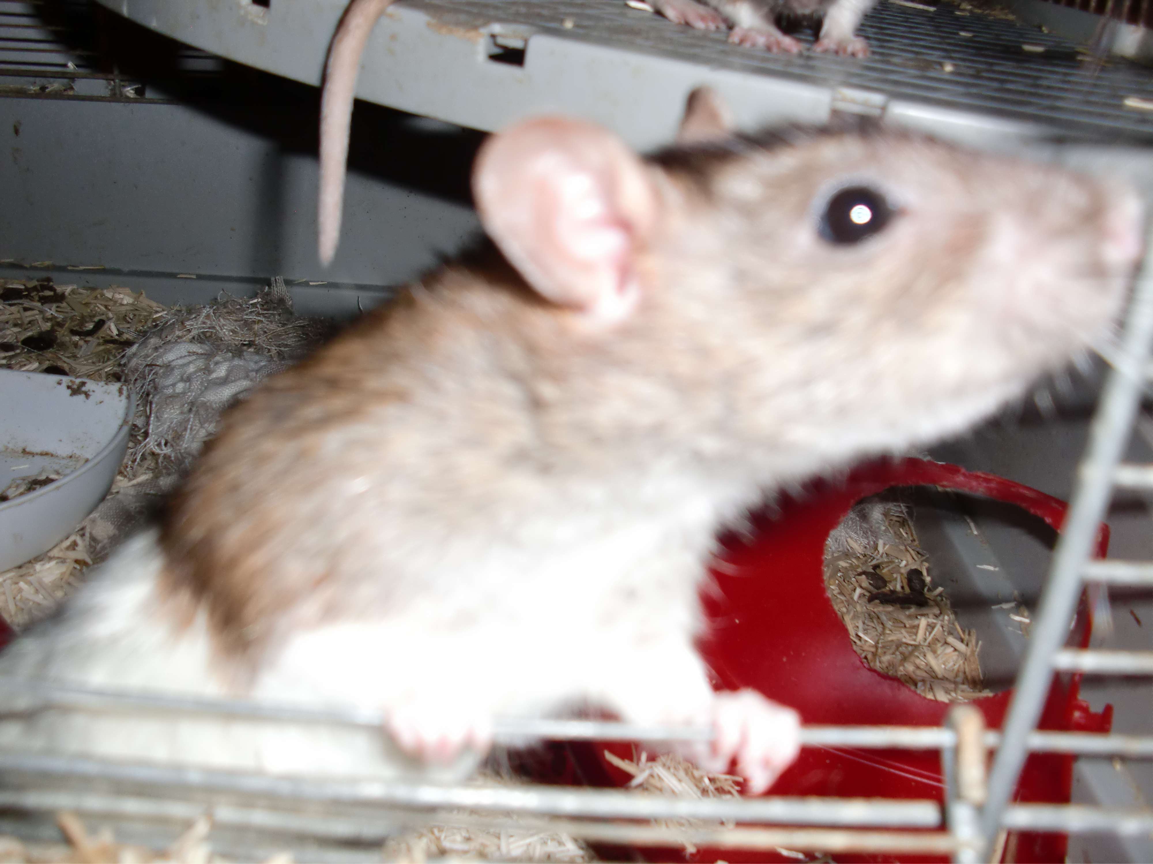 13 rats dans une situation précaire Cimg1057n