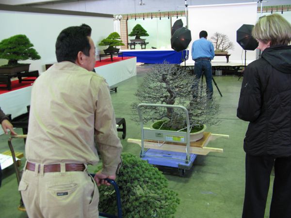 Centro bonsai tenerife en JAPÓN - Página 24 51200695