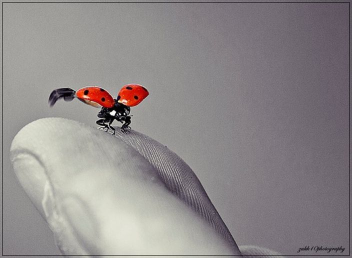 ...Ladybug... Akwhiidsw5