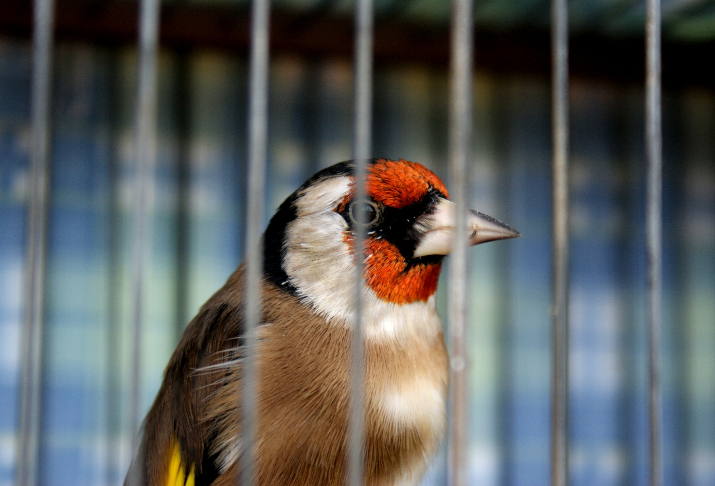 FOTOS DE LAS 6 PLUMAS - Página 2 Adultodel08