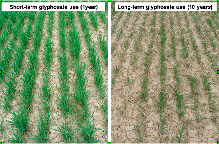 Actualités Monsanto : (outil du NWO) Roundup7