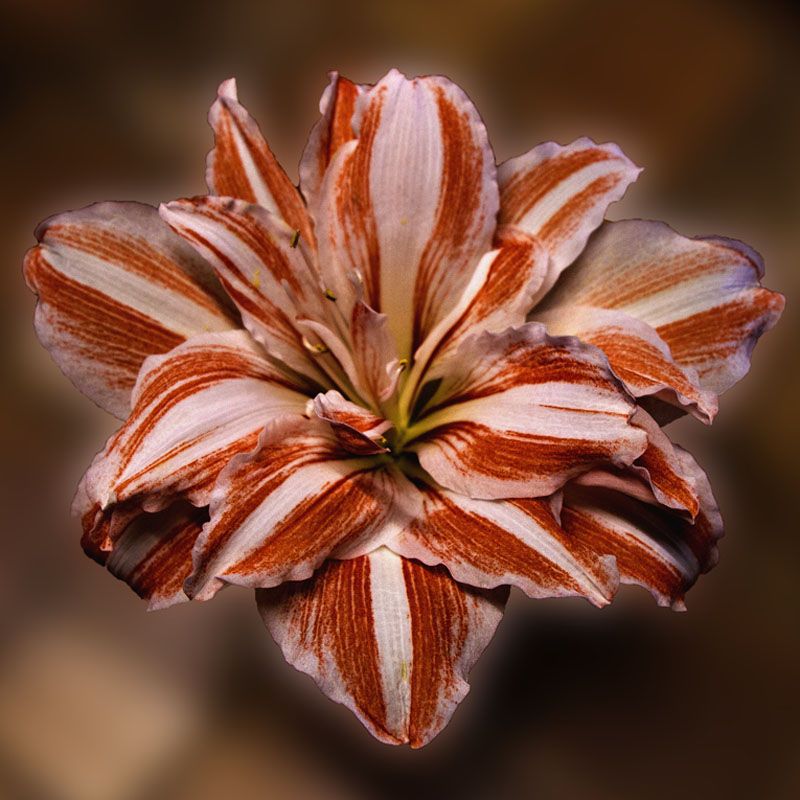 Carré d'amaryllis Amaryllisaucarr