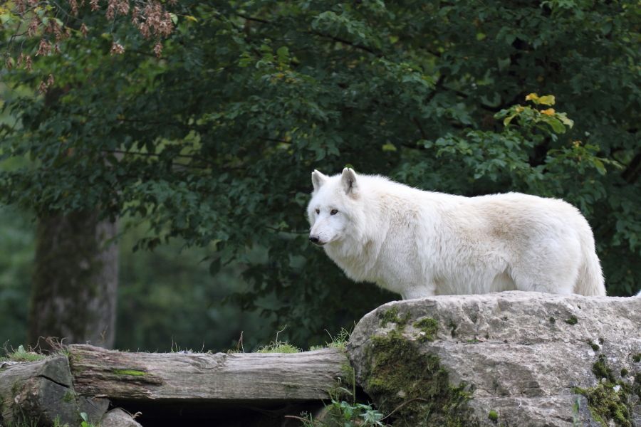 Loup blanc 2101900