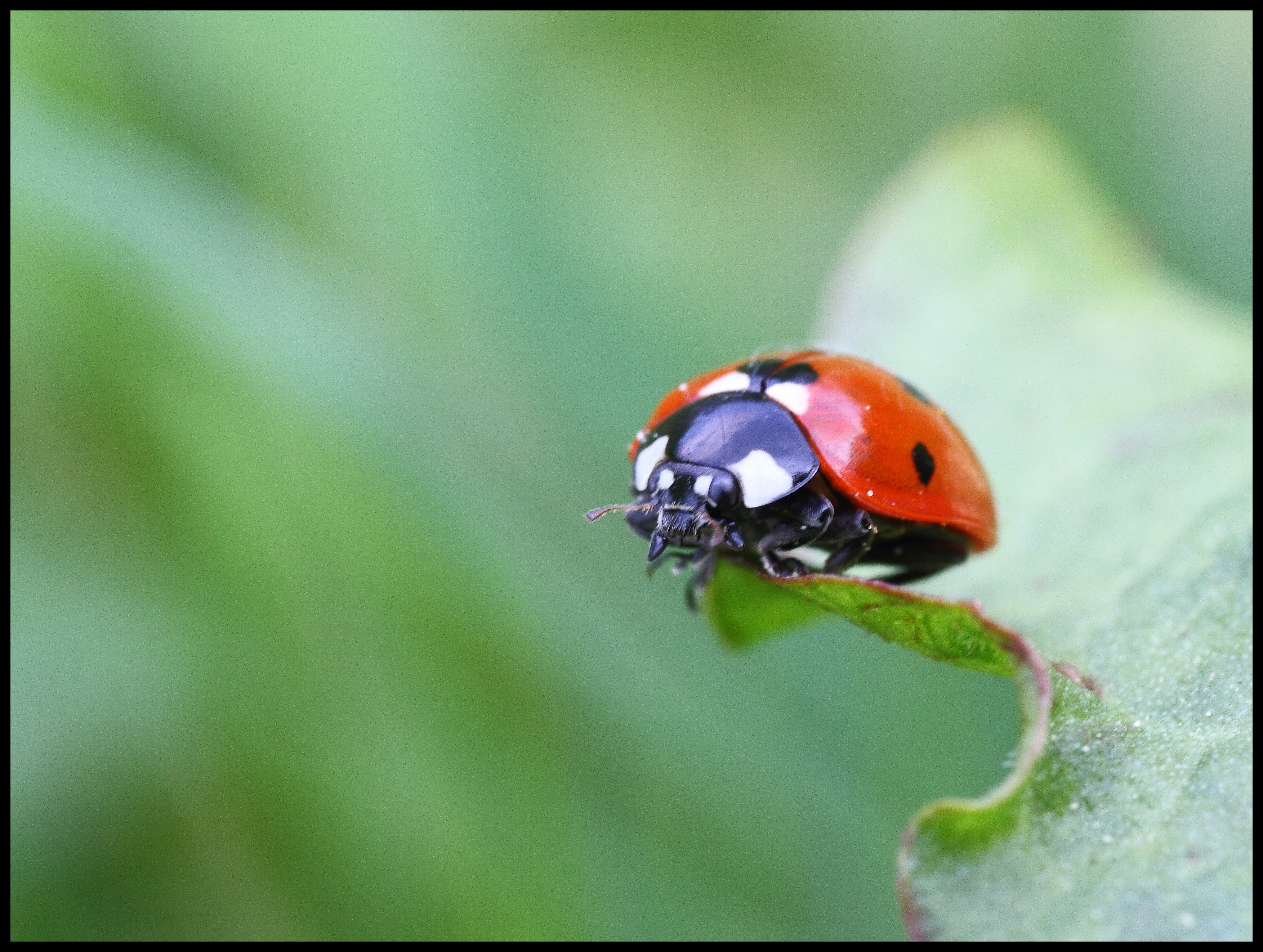 Une histoire de coccinelles 0381gw