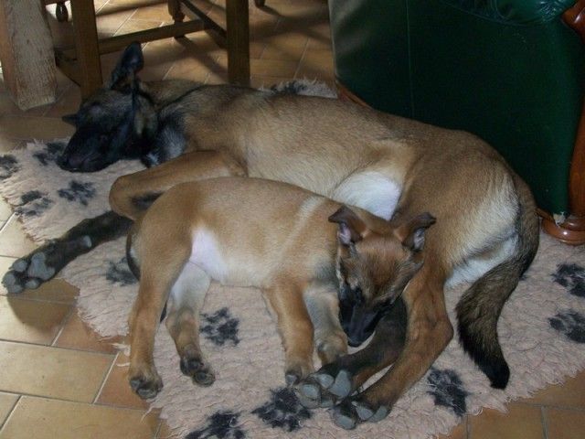 Eleveurs: les photos de vos chiots partis - Page 5 Diva02091000692rk6