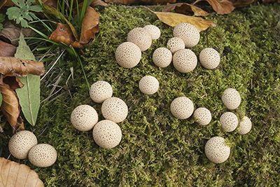 Lycoperdon pyriforme SENH37