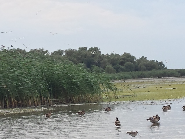 Delta Dunarii Murighiol Laguna Albastra Tulcea  KoDUMg