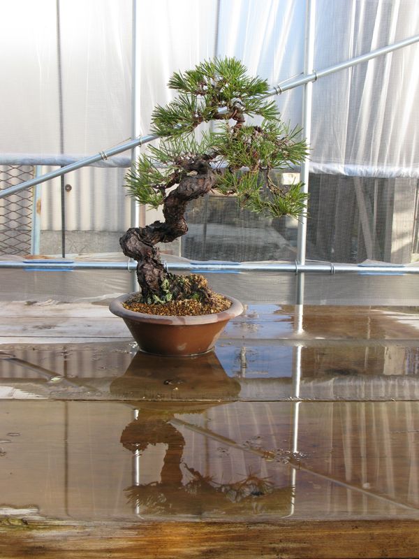 Centro bonsai tenerife en JAPÓN - Página 36 84093885