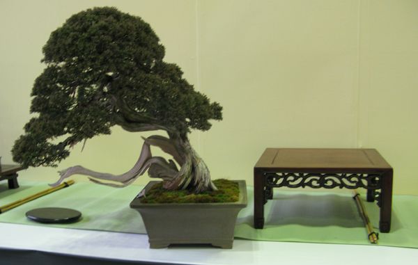 Centro bonsai tenerife en JAPÓN - Página 24 106pyh