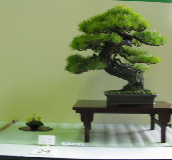 Centro bonsai tenerife en JAPÓN - Página 24 109ru