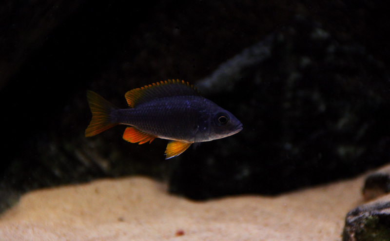 Copadichromis borleyi "Red fin"  Kadango. - Page 2 Red12k