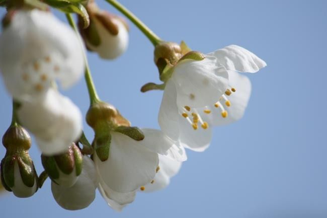 Vergers en Lorraine Cerises