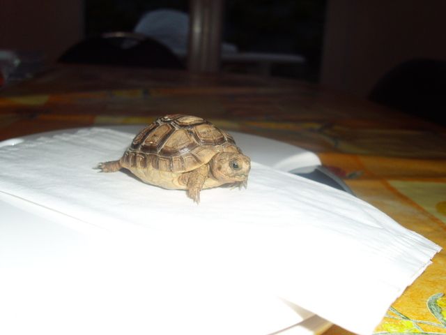 identification de mes nouvelles tortues! Img0945jz8