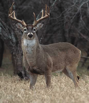 Ciervo...Cervus Elaphus...El señor de los bosques... Venison