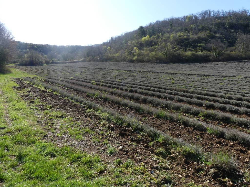 Auribeau-Lubéron-Mourre Nègre-Jeudi 13 avril 2023 ISIX5m